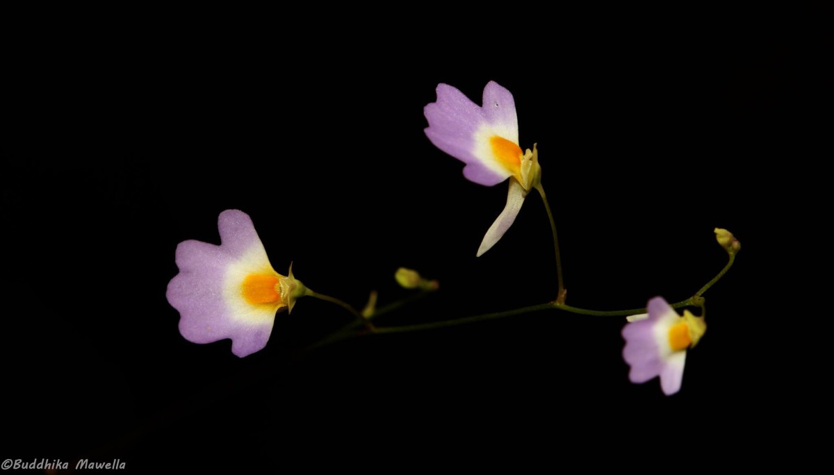 Utricularia striatula Sm.